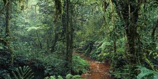 Biodiversité : environ 10% d’espèces végétales et 815 d’espèces sauvages sont menacées d’extinction au Cameroun